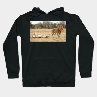 Domestic Bliss. Lions After Copulation, Maasai Mara, Kenya Hoodie